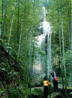 Southern Shu Bamboo Sea